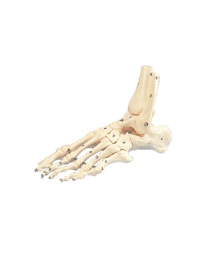 Anatomisches Fußmodell SKELETTFUSS